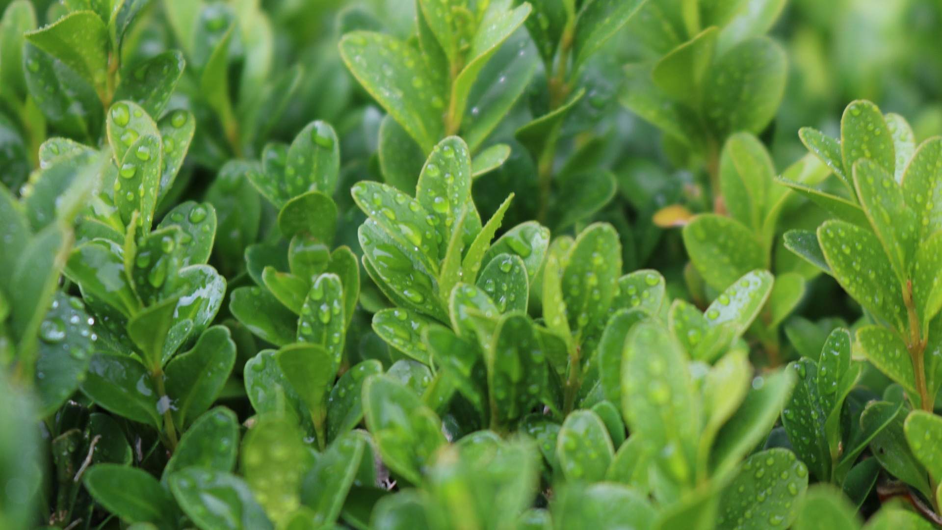 pestovani-a-zalevani-buxusu